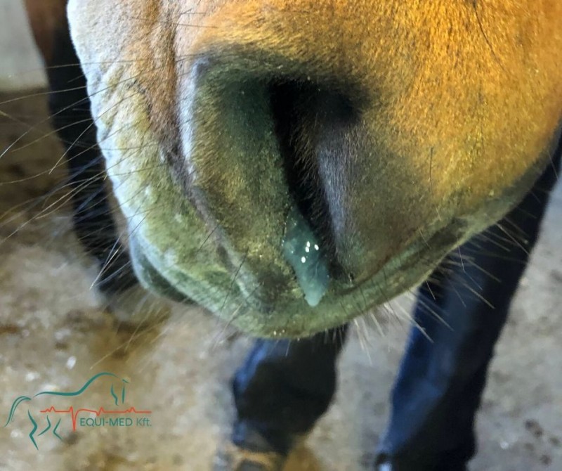 ló szív-egészségügyi lovak magas vérnyomás kezelése fiatal férfiaknál