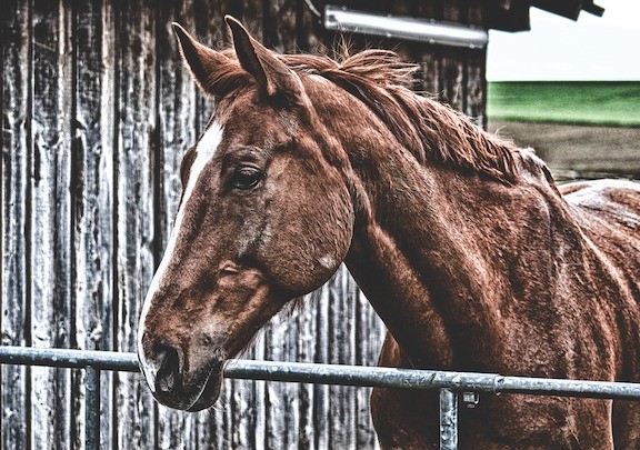 ló metabolikus szindróma és fogyás